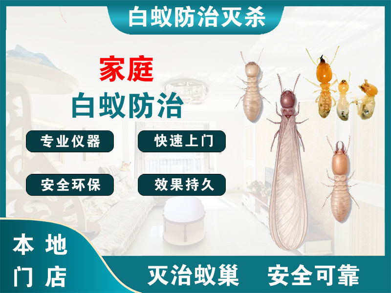 徐汇区家庭白蚁防治