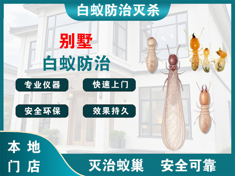 徐汇区别墅白蚁防治