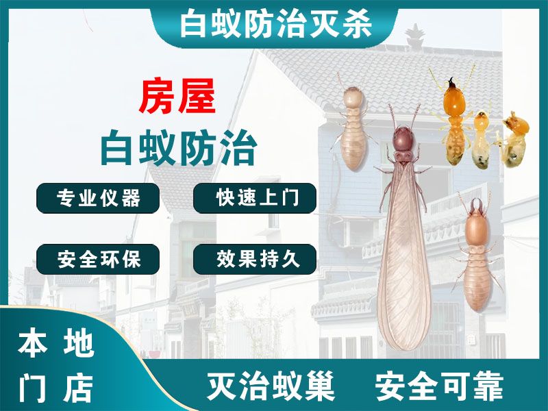 徐汇区房屋白蚁防治